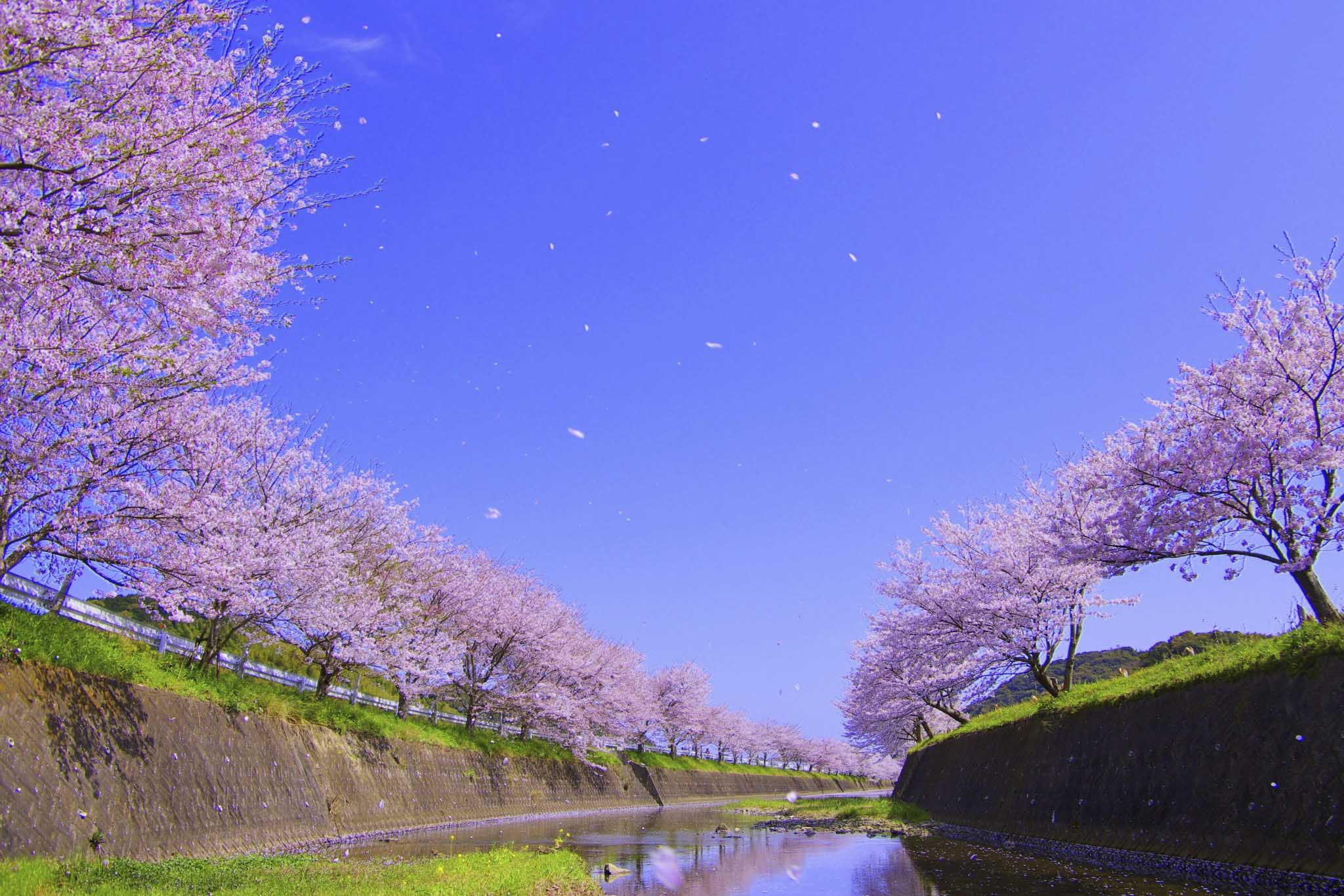 桜の写真撮り方 ３つのポイントを抑えるだけ 初心者でも上手く撮れる一眼レフカメラの設定とは たびハック