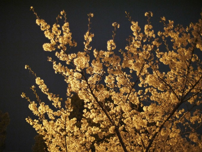 cherry-blossoms-108518_1280