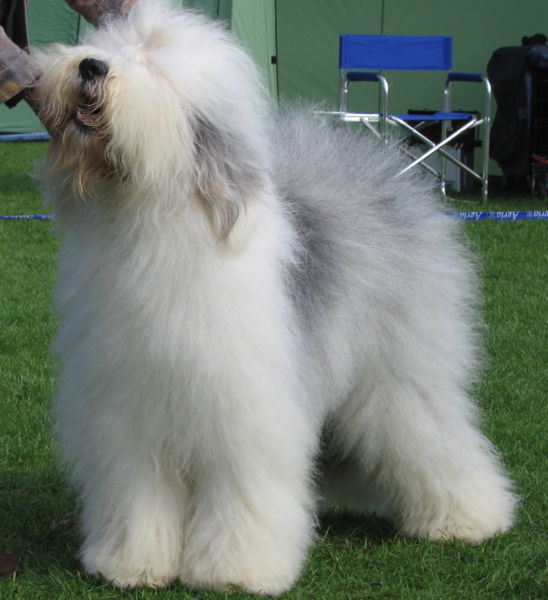 548px-Old_english_sheepdog_Ch_Bobbyclown's_Dare_for_More