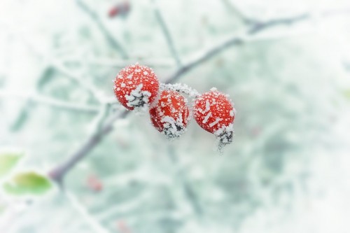 winter-654442_1280 (1)