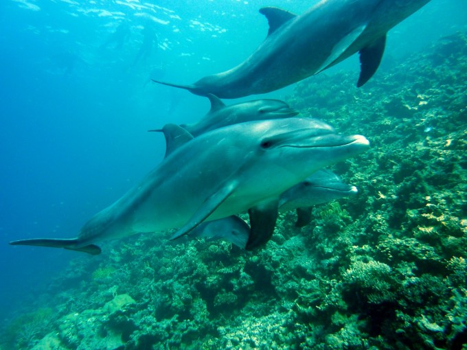 dolphins-378217_1280