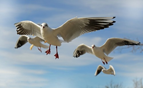 seagull-659344_1280 (1)