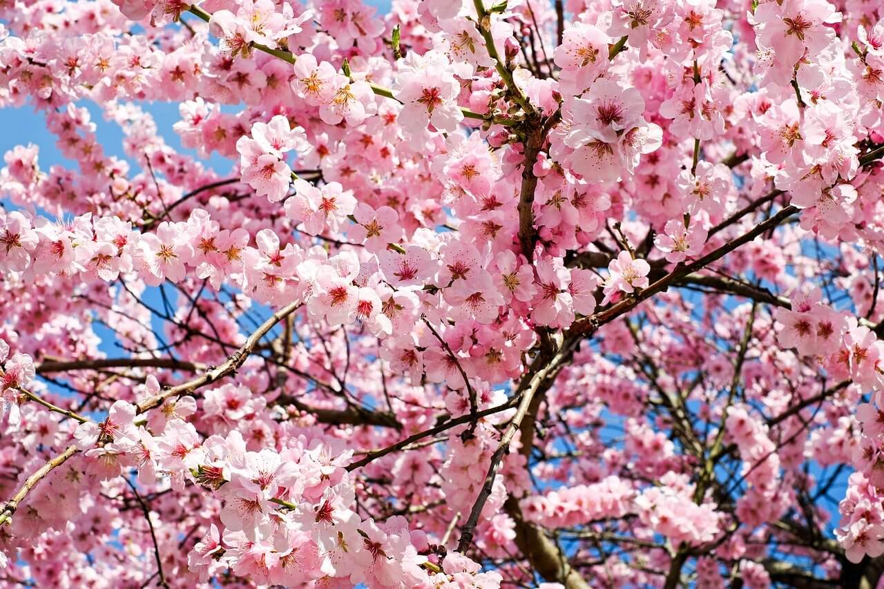 福岡 清水公園の桜２０２０の開花予想や見頃 夜桜ライトアップ Wave News